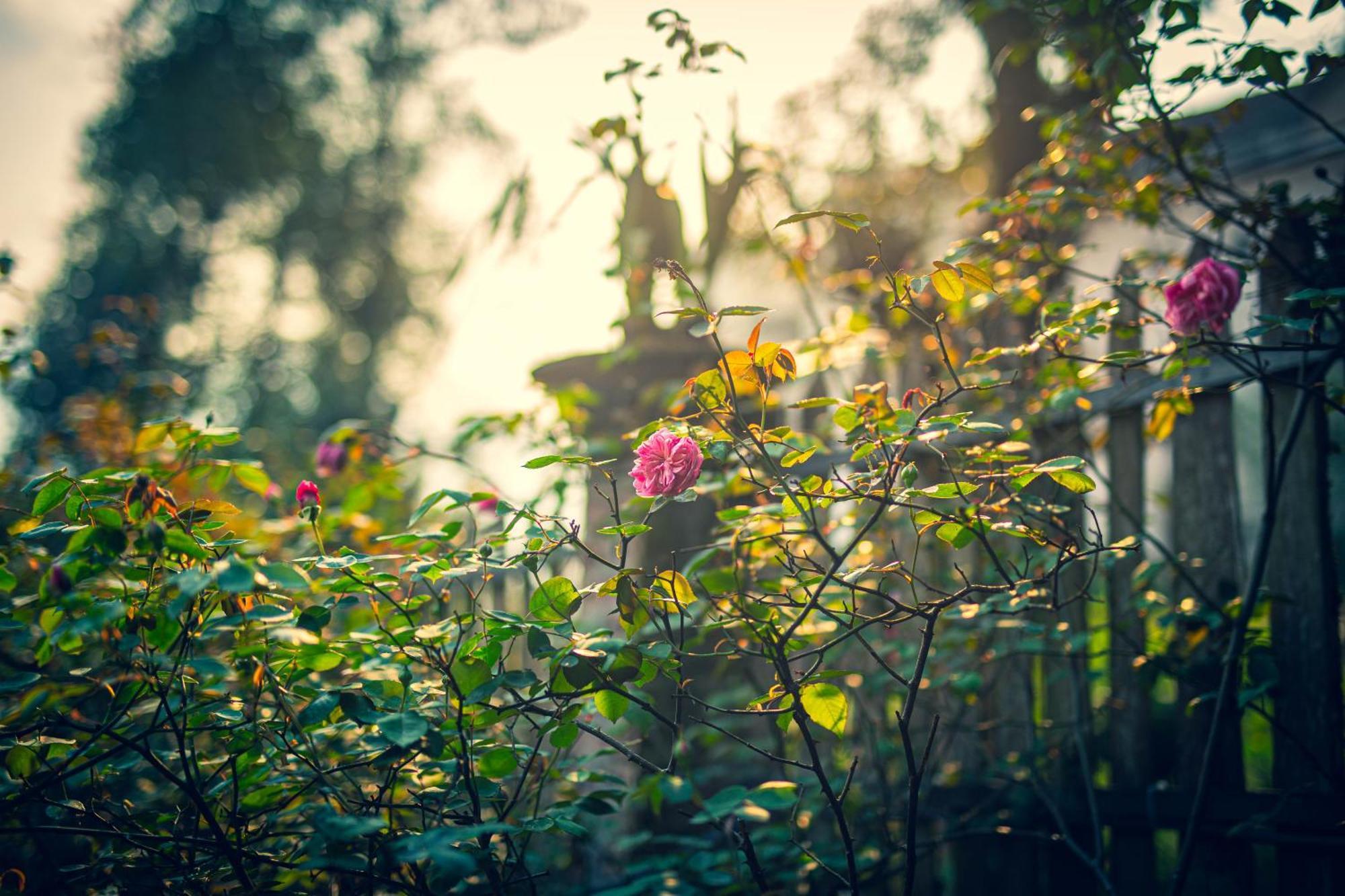 Green Sapa Homestay エクステリア 写真