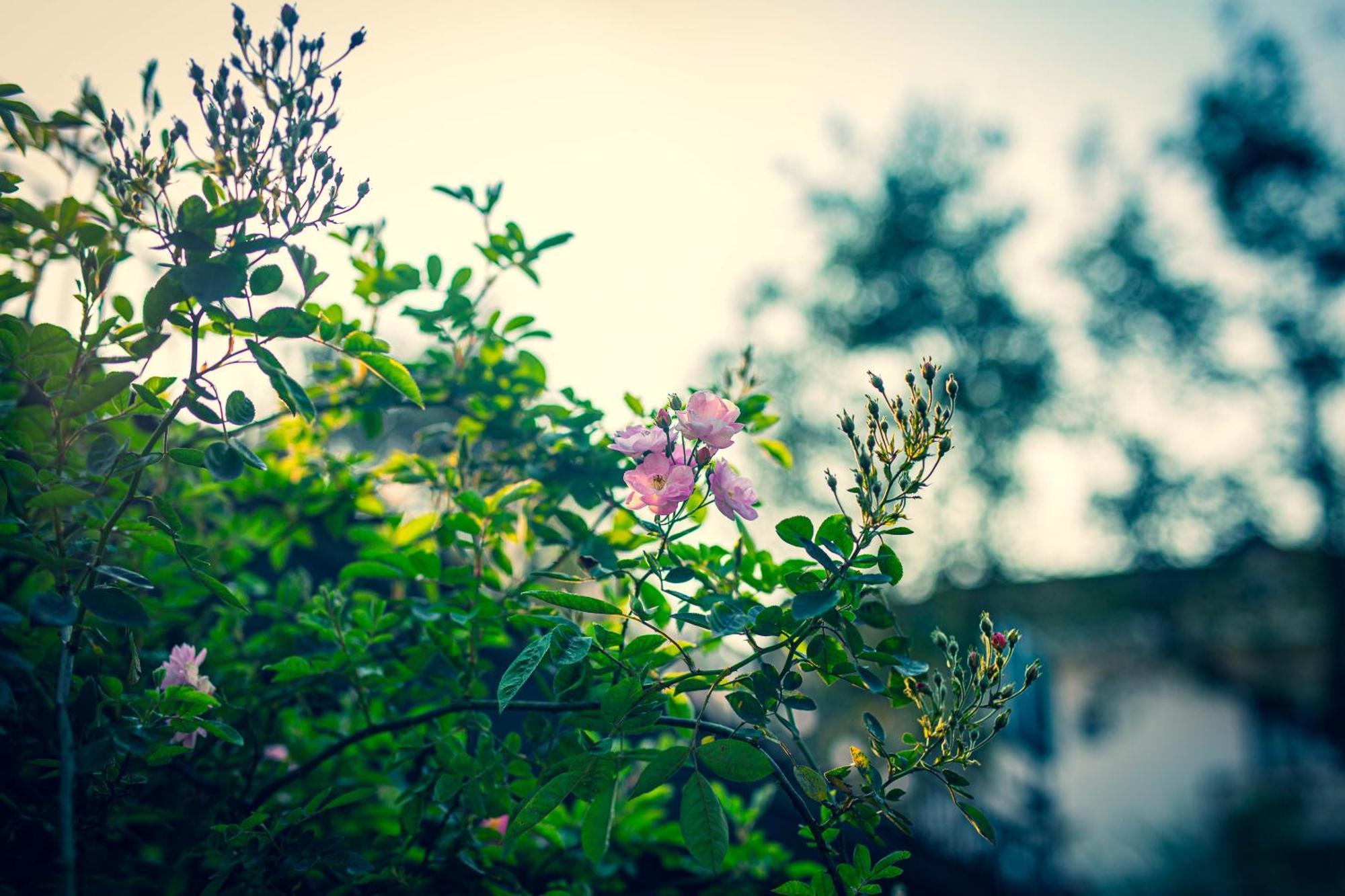 Green Sapa Homestay エクステリア 写真